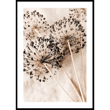 Poster Gallerix Allium Flowers