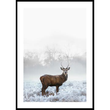 Poster Gallerix Deer In Field