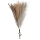 Pampasgräs Creativ Company 50 cm