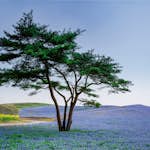 Tapet Idealdecor Tree In Blue Flower Field In Japan