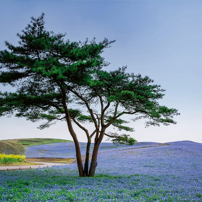 Tapet Idealdecor Tree In Blue Flower Field In Japan