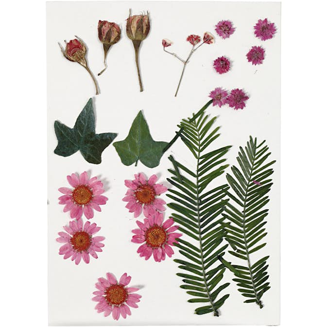 Torkade Creativ Company Blommor och Blad Ljusröd 19 Mix/1 Förp