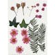 Torkade Creativ Company Blommor och Blad Ljusröd 19 Mix/1 Förp