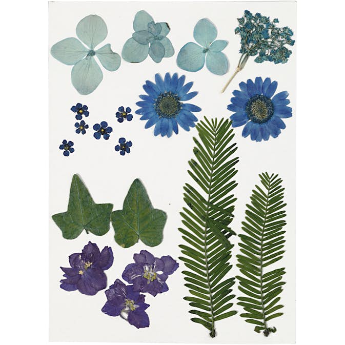 Torkade Creativ Company Blommor och Blad Blå 19 Mix/1 Förp