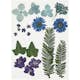 Torkade Creativ Company Blommor och Blad Blå 19 Mix/1 Förp