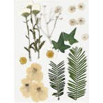 Torkade Creativ Company Blommor och Blad Råvit 19 Mix/1 Förp