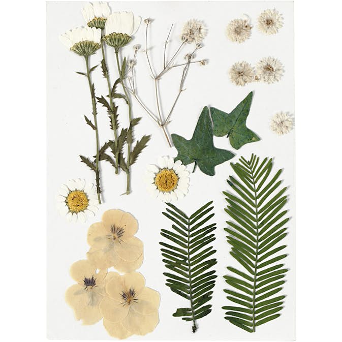 Torkade Creativ Company Blommor och Blad Råvit 19 Mix/1 Förp