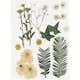 Torkade Creativ Company Blommor och Blad Råvit 19 Mix/1 Förp