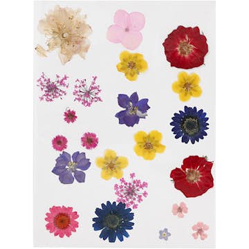 Pressade Creativ Company Blommor Mixade Färger 1 Förp
