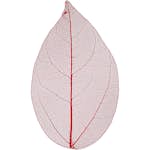 Skelettblad Creativ Company 20-pack