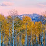 Tapet Idealdecor Birches And Mountains