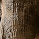 Tapet Idealdecor Elephant Ivory
