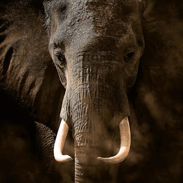 Tapet Idealdecor Elephant Ivory