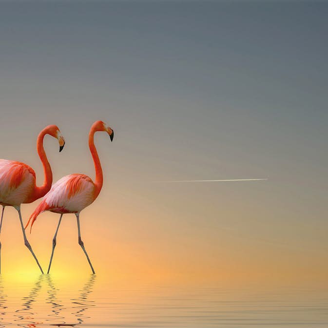 Tapet Idealdecor Flamingos 2