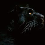 Tapet Idealdecor Jaguar