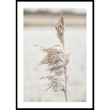 Poster Gallerix Boho Dried In Nature No7