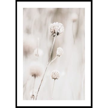 Poster Gallerix Dried Spring Flower
