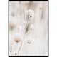 Poster Gallerix Dried Spring Flower
