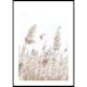 Poster Gallerix Boho Dried In Nature No5