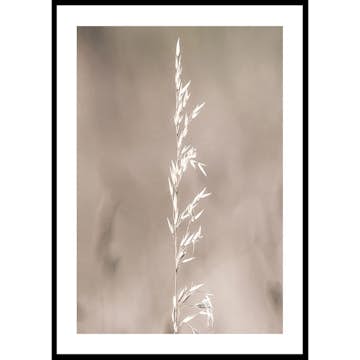 Poster Gallerix Boho Dried In Nature No4