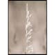 Poster Gallerix Boho Dried In Nature No4