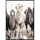 Poster Gallerix Camels