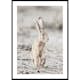Poster Gallerix Hare Up Close