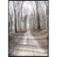 Poster Gallerix Gravel Road In Autumn Forest