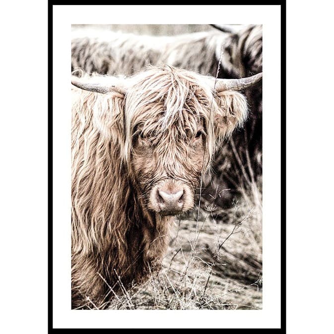 Poster Gallerix Cow Up Close