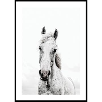 Poster Gallerix White Horse Up Close