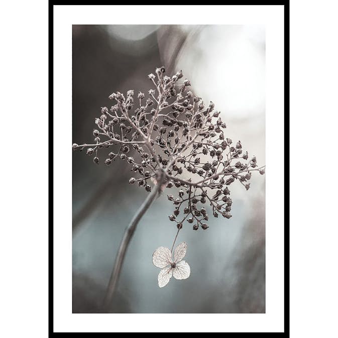 Poster Gallerix One Blossom