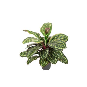 Konstväxt Fröken Fräken Maranta Grön/Vit