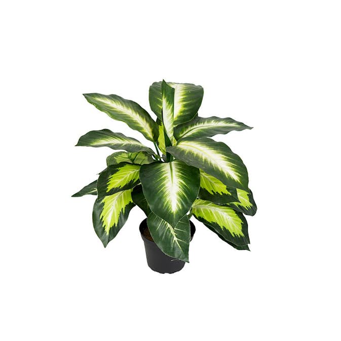 Konstväxt Fröken Fräken Prickblad Grön/Vit