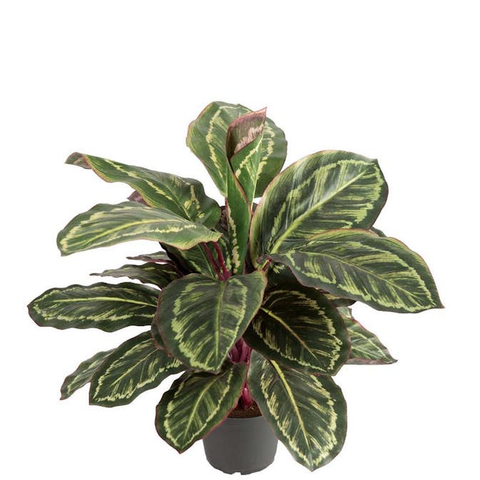 Konstväxt Fröken Fräken Maranta Grön 60 cm