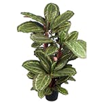 Konstväxt Fröken Fräken Maranta Grön 104 cm