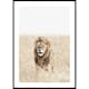 Poster Gallerix Lion On The Savannah