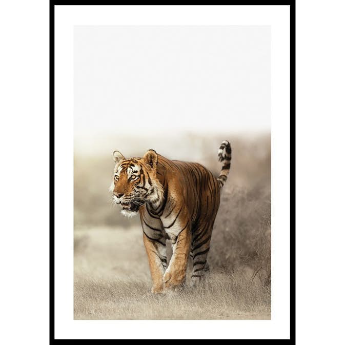 Poster Gallerix Tiger Walk