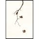 Poster Gallerix Autumn Leaves Falling