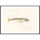 Poster Gallerix Colored Sardine
