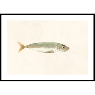 Poster Gallerix Colored Sardine