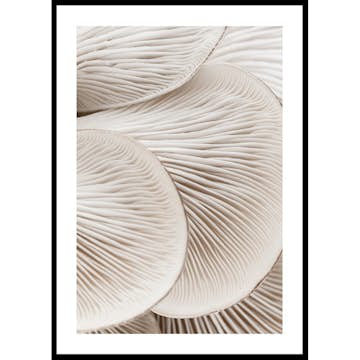 Poster Gallerix Mushrooms Close Up