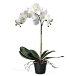 Konstväxt Fröken Fräken Phalaenopsis Vit Kruka 60 cm