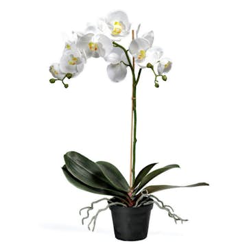 Konstväxt Fröken Fräken Phalaenopsis Vit Kruka 60 cm