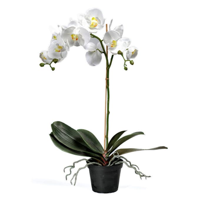 Konstväxt Fröken Fräken Phalaenopsis Vit Kruka 60 cm