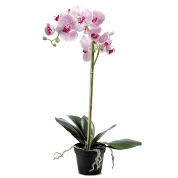 Konstväxt Fröken Fräken Phalaenopsis 5754