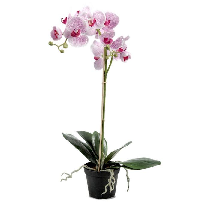 Konstväxt Fröken Fräken Phalaenopsis 5754