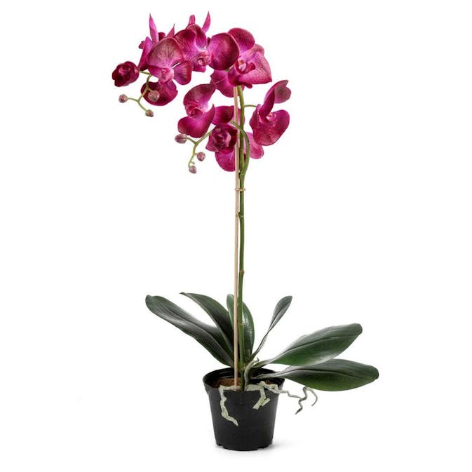 Konstväxt Fröken Fräken Phalaenopsis 5754