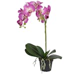 Konstväxt Fröken Fräken Phalaenopsis 5754