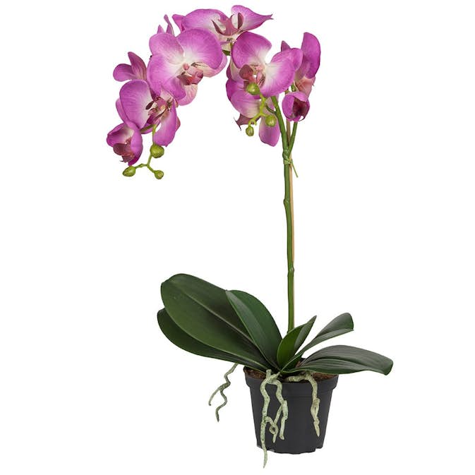 Konstväxt Fröken Fräken Phalaenopsis 5754