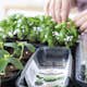 Miniväxthus Biolan för 12 plantor
